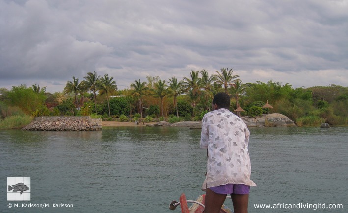 African Diving Fish Station 08